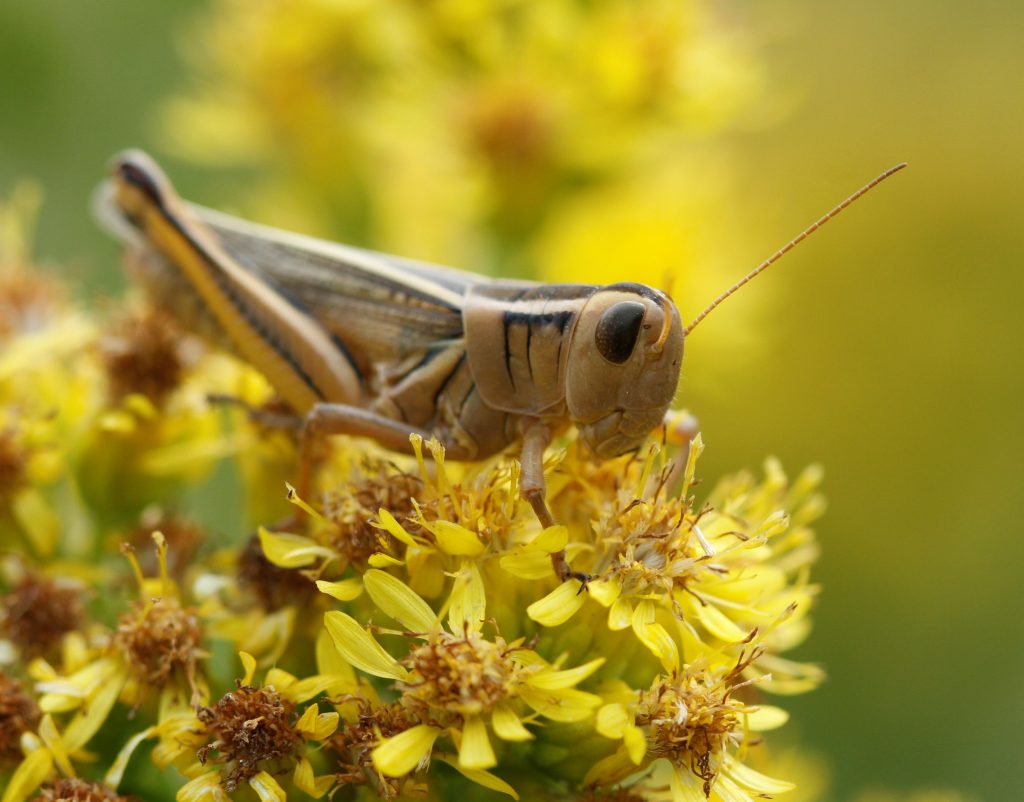 Grasshopper on Goldenrod